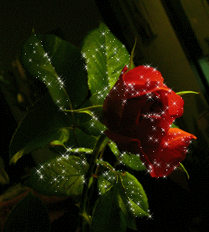 =0= Rose =0=U